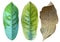 Set of Leaves various Plant Fresh Leave, Old leaves and Dry Leave Isolate on White Background with Clipping path, leaf plant