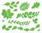 Set of leaves of various trees. Isolated green leaves on a white background.