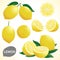 Set of lemon in various styles vector format