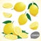 Set of lemon in various styles vector format