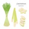 Set of Lemongrass Vegetable Slices. Organic and healthy food isolated element Vector illustration.