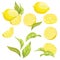 Set of lemons. Collection of slices of lemon. Illustration of juicy citrus. Drawing for children.