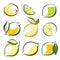 Set of lemons and lime vector symbols