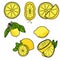 Set of lemons, whole, halves, slices, with leaves and flowers. Juicy citrus in various variations, vector illustration