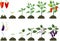 Set of life cycles of agricultural plants. Growth stages of pepper plant and eggplant