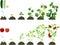 Set of life cycles of agricultural plants. Growth stages of tomato and cucumber plant