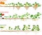 Set of life cycles of gourd plants. Stages of watermelon, pumpkin, zucchini growth from seed and sprout to harvest