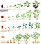 Set of life cycles of nightshade plants pepper, tomato, potato and eggplant.