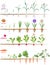 Set of life cycles of vegetable plants garlic, radish, carrot and onion.