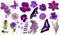 Set of lilac color butterflies and flowers