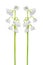 Set of Lily of the valley Convallaria majalis stems, blooming spring flowers