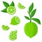 Set with limes. Cutting citrus fruits into slices, slices, circles.Ripe fresh limes on a tree branch