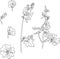 Set of line drawing mallow flowers