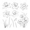 Set of line drawing narcissus. Daffodils blossom bundle. Black flowers isolated over white. Flowers contour collection.