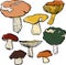 Set of linear drawing mushrooms