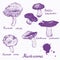 Set of linear drawing mushrooms