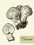 Set of linear drawing mushrooms, vintage vector