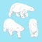 Set of linear drawing polar bears