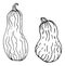 A set of long walnut pumpkin or zucchini drawn ink vector illustrations isolated on a white background.a long Doodle style