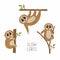 Set of loris on tree branches. Cute lorises vector illustration collection.