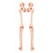 Set of lower limbs Human Pelvis with legs, Thighs Feet, ankles Skeleton back Posterior dorsal. Anatomically correct 3D