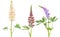 Set of lupine three flowers on white