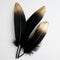 Set of luxury gilded gold golden black swan feather on white background