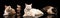 Set made of portraits of cats different breeds on dark studio background. Concept of beauty, ad, vet, pets love, animal