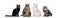 Set made of portraits of cats different breeds on white studio background. Concept of beauty, ad, vet, pets love, animal