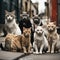 set of mafia gang cats background