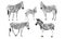 Set of males, females and foals of the African zebra. Animals of Africa. Plains zebra Equus quagga or common zebra