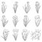 A set of manual contour crocuses.Black and white image.The first Spring flowers.Vector illustration