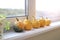 Set of many different small mini warty yellow decorative pumpkins on white windowsill at home interior. Halloween house
