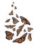 Set of many flying fragile monarch butterflies on background