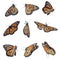 Set of many flying fragile monarch butterflies on background