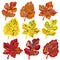 Set of maple, birch and hawthorn leaves. Silhouettes painted in yellow, orange, red with doodles. Flat style