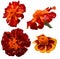 Set of marigolds isolated