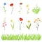 Set of meadow and garden herbs and flowers and a horizontal background of grass