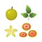 Set of Medicinal Bael fruit on white background.