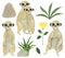 Set meerkat watercolor animal elements set mongoose grass flowers