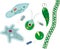 Set of microscopic unicellular organisms: protozoa Paramecium caudatum, Amoeba proteus, Chlamydomonas,