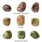 Set mineral natural semiprecious stone unakite, serpentinite green, pink black phodonite. Isolated