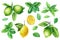 Set of mint, lemon and lime leaves isolated on white background. Watercolor hand drawn illustration for design