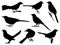 Set of mockingbird silhouette vector art on a white background
