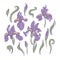 Set of modern bright iris flowers on a white background. Botanical vector illustration in hand drawn style for stickers