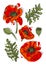 Set of modern bright Poppy flowers for memorial day, on a white background. Botanical vector illustration in hand drawn