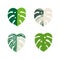 Set Monstera Variegata leaves. Vector illustration isolated