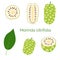 Set of morinda citrifolia, noni fruit, superfood, isolated on white background. Organic healthy food. Vector cartoon