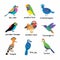 Set of the most beautiful birds on the planet. Hoopoe, Crowned pigeon, Turaco, Paradise tanager, Mandarin duck, Blue Jay