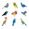 Set of the most beautiful birds on the planet. Vector illustration